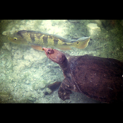 Schildkröte mit Fisch