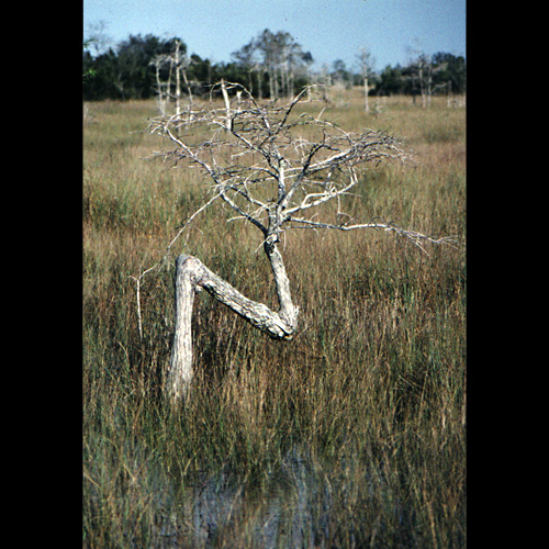 kleiner Baum in den Everglades